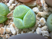 Load image into Gallery viewer, Lithops lesliei, Tri-Lobed Mercedes Offset Rare Living Stone
