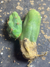 Load image into Gallery viewer, Echinopsis lageniformis f. monstruosa
