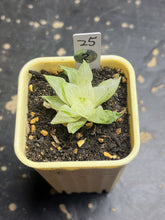 Load image into Gallery viewer, Haworthia variegated
