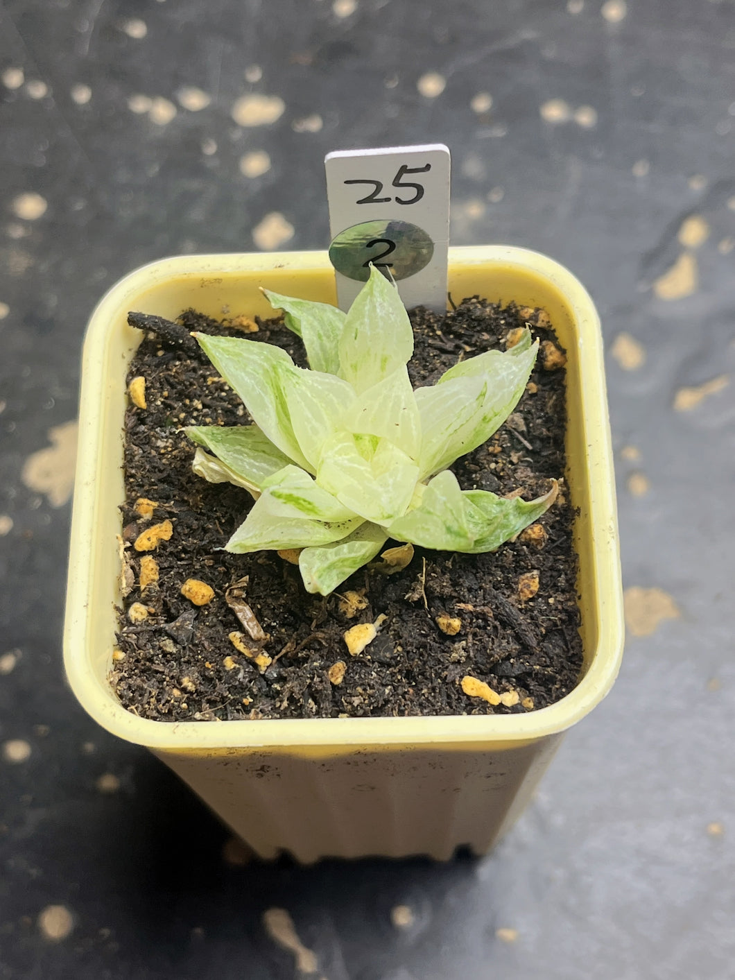 Haworthia variegated