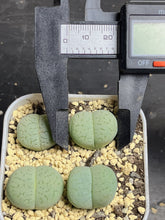 Load image into Gallery viewer, Lithops vanzylii ‘green’ (each)
