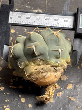 Load image into Gallery viewer, Gymnocalycium stellatum
