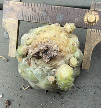 Load image into Gallery viewer, Copiapoa hypogea (Lizard skin)
