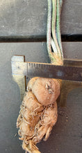 Load image into Gallery viewer, Astrophytum caput-medusae
