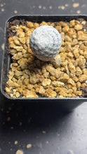 Load image into Gallery viewer, Mammillaria herrerae
