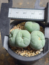 Load image into Gallery viewer, Lophophora peyote crested

