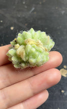 Load image into Gallery viewer, Sedum Hitonii
