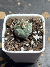 Load image into Gallery viewer, Turbinicarpus rioverdensis

