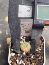 Load image into Gallery viewer, Astrophytum asterias Variegated
