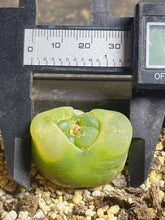 Load image into Gallery viewer, Conophytum Maughanii
