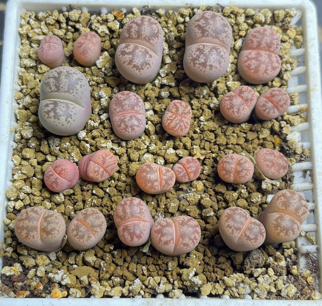 Lithops coleorum