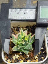 Load image into Gallery viewer, Obregonia denegrii variegated
