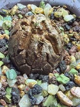 Load image into Gallery viewer, Dioscorea elephantipes
