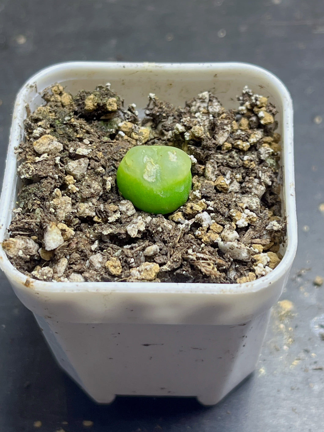 conophytum ratum 