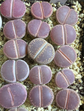 Load image into Gallery viewer, Lithops aucampiae kokerboom
