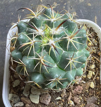 Load image into Gallery viewer, Coryphantha tripugionacantha
