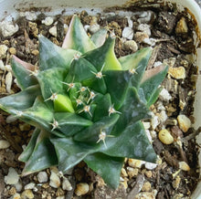 Load image into Gallery viewer, Obregonia denegrii variegated
