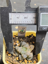 Load image into Gallery viewer, Haworthia variegated
