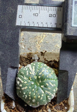 Load image into Gallery viewer, Astrophytum asterias
