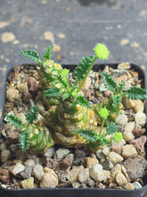 Load image into Gallery viewer, Dorstenia horwoodii

