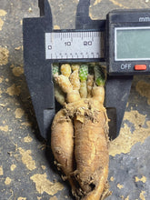 Load image into Gallery viewer, Turbinicarpus pseudomacrochele subsp. minimus

