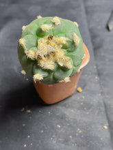 Load image into Gallery viewer, Lophophora peyote
