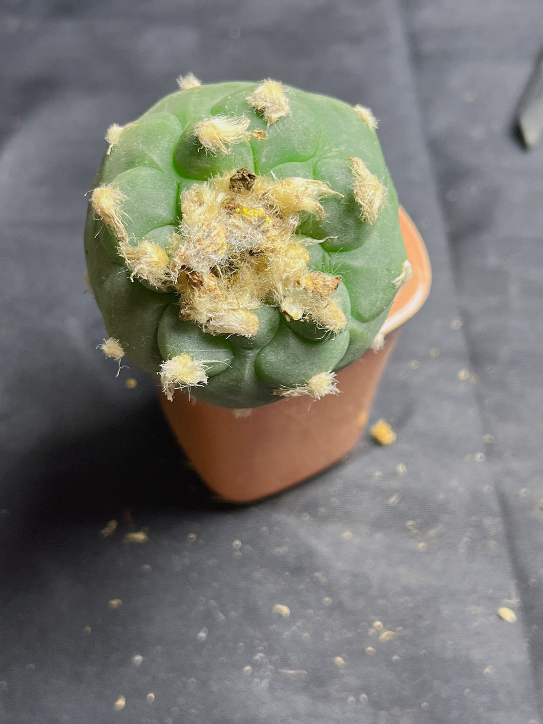 Lophophora peyote