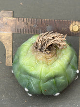 Load image into Gallery viewer, Astrophytum asterias
