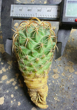 Load image into Gallery viewer, Coryphantha tripugionacantha
