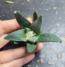 Load image into Gallery viewer, Ariocarpus retusus
