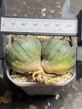 Load image into Gallery viewer, Astrophytum Asterias &#39;Purple&#39;
