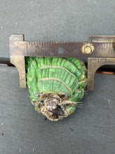 Load image into Gallery viewer, Eulychnia castanae fa. Varispiralis crested
