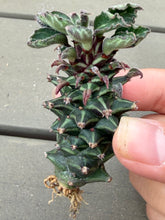 Load image into Gallery viewer, Monadenium guentheri

