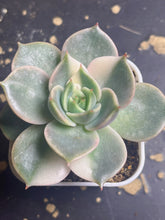 Load image into Gallery viewer, Succulent Lake Baikal variegated
