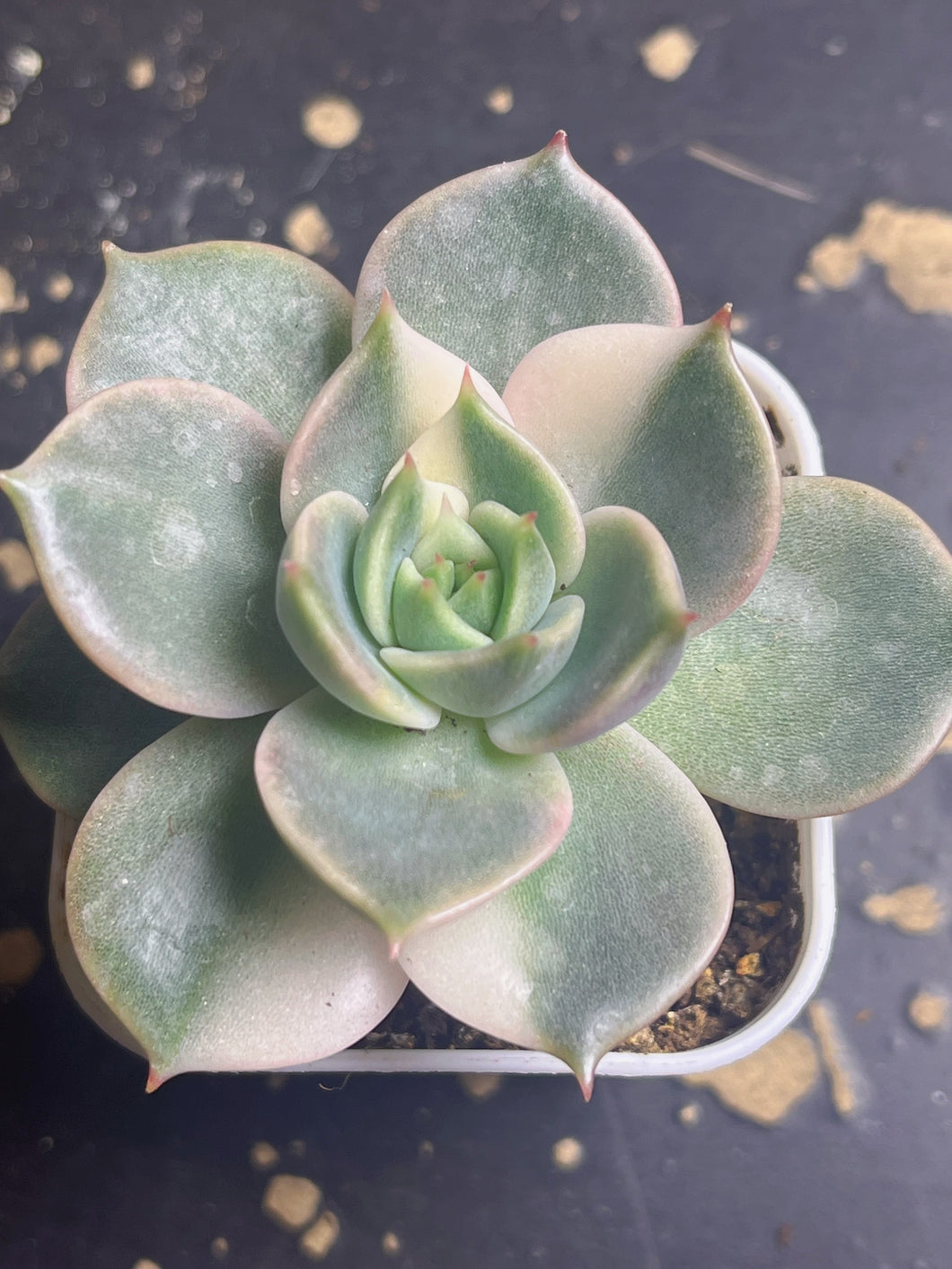 Succulent Lake Baikal variegated