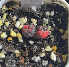 Load image into Gallery viewer, Astrophytum asterias Variegated
