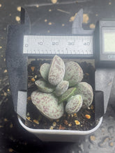 Load image into Gallery viewer, Adromischus
