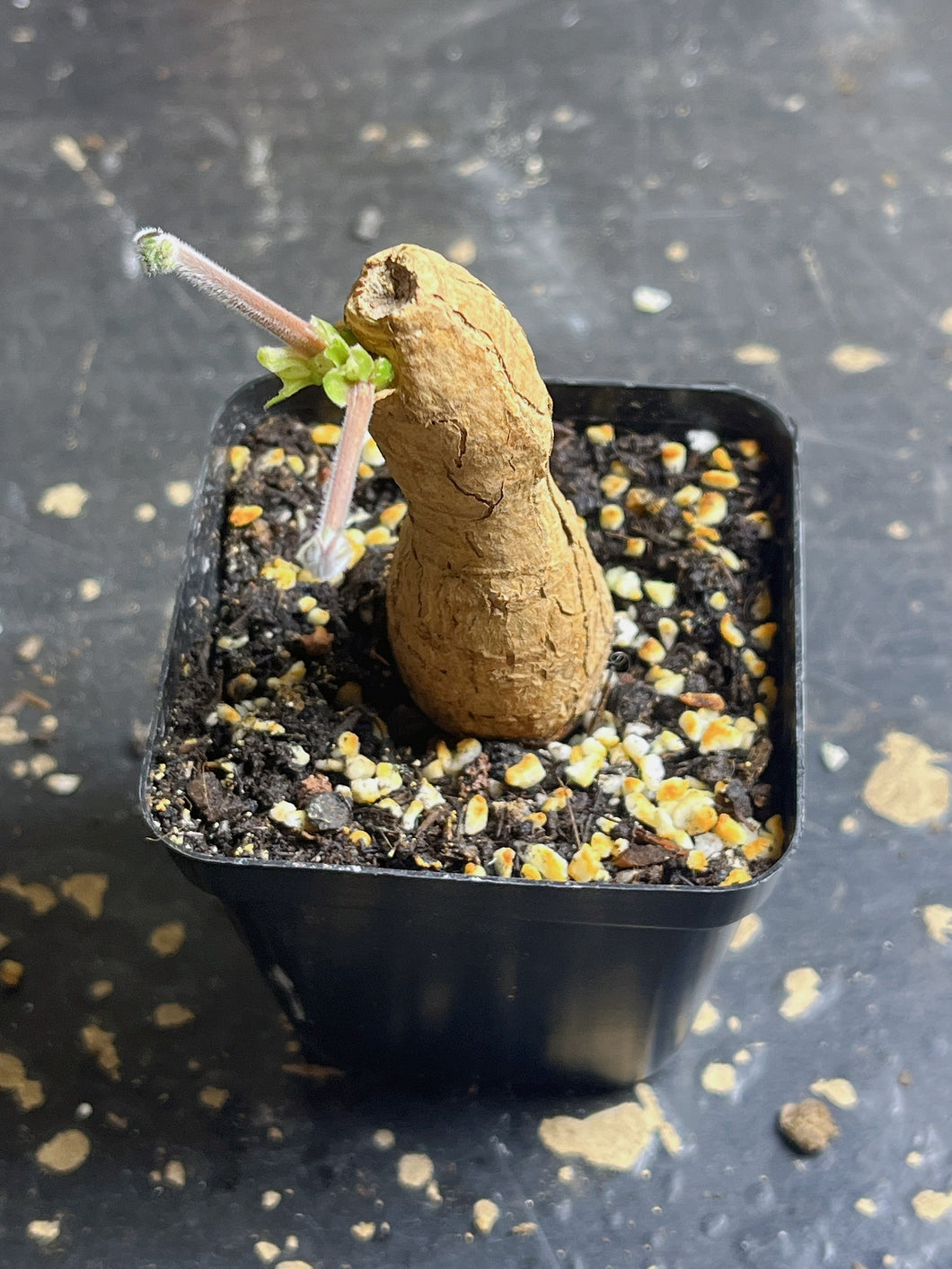 Pelargonium triste