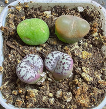Load image into Gallery viewer, Conophytum （ a pot)
