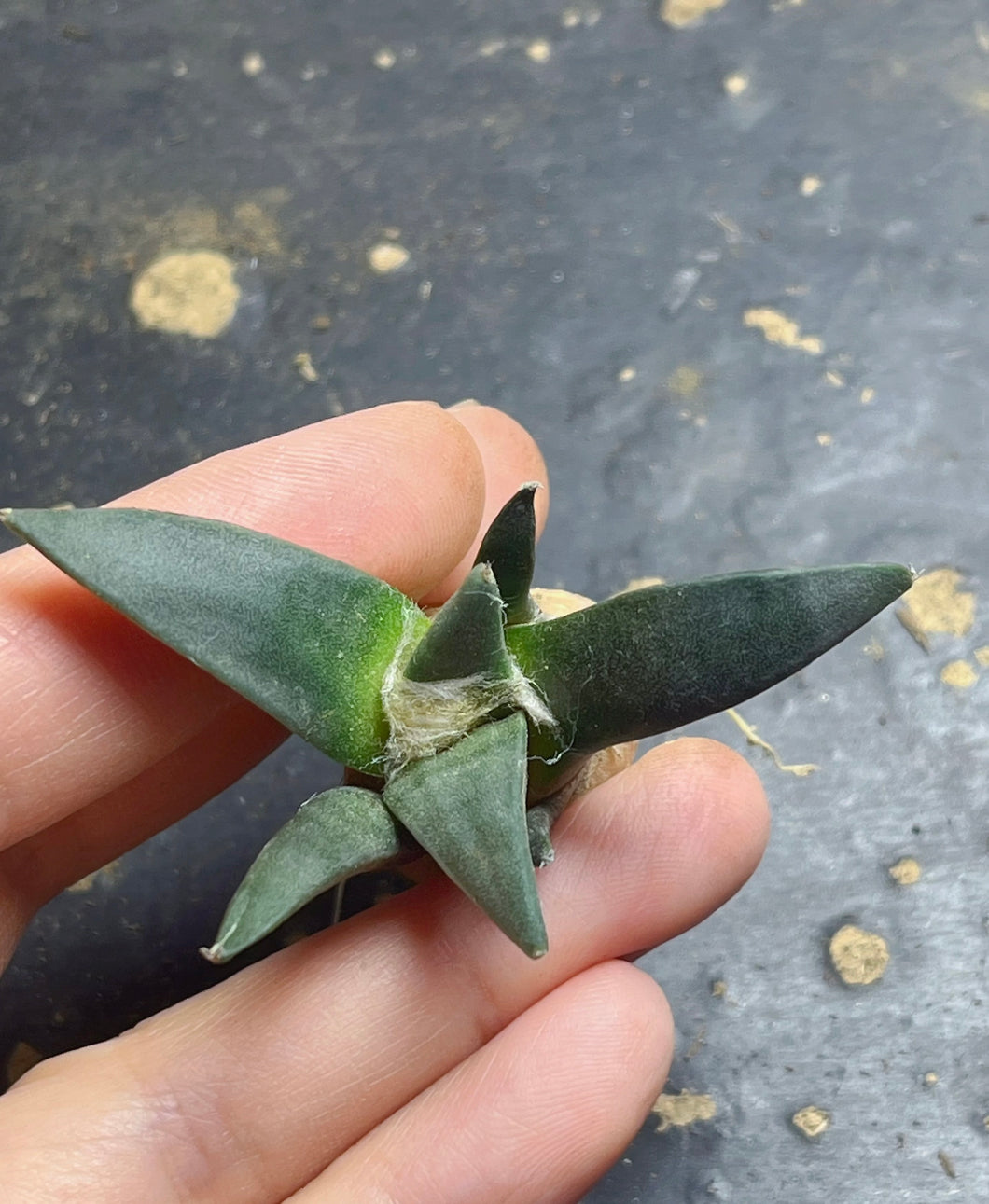 Ariocarpus