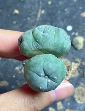 Load image into Gallery viewer, Lophophora peyote crested
