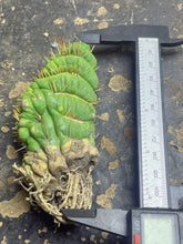 Load image into Gallery viewer, Eulychnia castanae fa. Varispiralis crested
