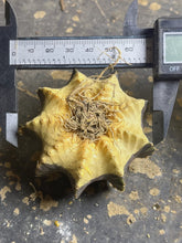 Load image into Gallery viewer, Gymnocalycium Friedrichii
