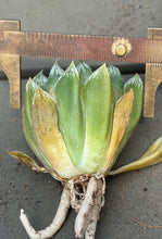 Load image into Gallery viewer, Haworthia
