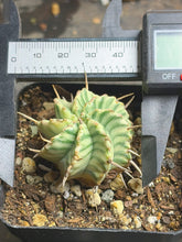 Load image into Gallery viewer, Euphorbia melofomis variegated
