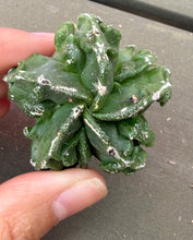Load image into Gallery viewer, Astrophytum myriostigma cv. Onzuka f. tricostatum Fukuryiu

