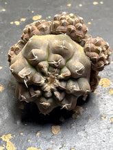 Load image into Gallery viewer, Gymnocalycium prochazkianum
