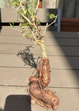 Load image into Gallery viewer, Operculicarya hyphaenoides
