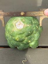 Load image into Gallery viewer, CORYPHANTHA ELEPHANTIDENS CV. INERMIS
