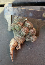 Load image into Gallery viewer, Rebutia heliosa

